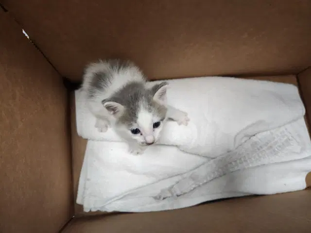 Lilly - Domestic Short Hair