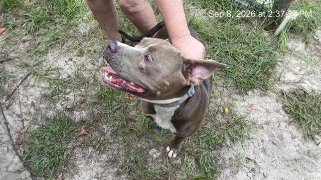 Wisp - American Pit Bull Terrier