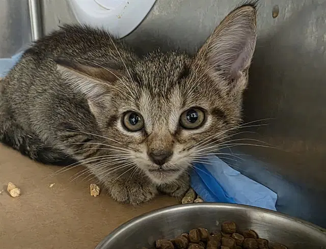 Unknown - Domestic Short Hair