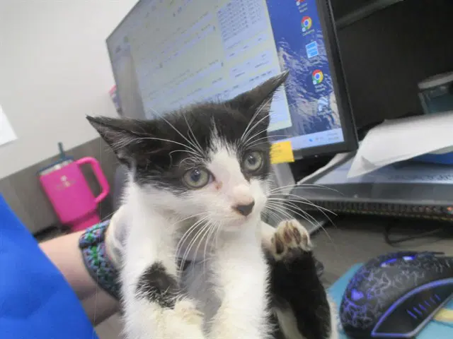 Unknown - Domestic Short Hair