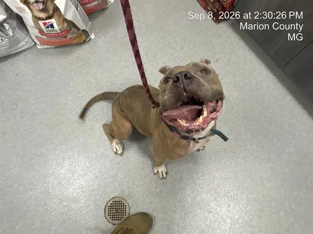 Spanky - American Pit Bull Terrier
