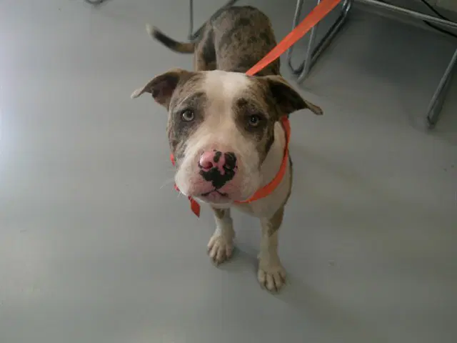 Darla - American Pit Bull Terrier
