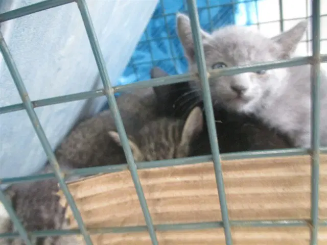Gris - Domestic Short Hair