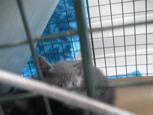 Toodles - Domestic Short Hair