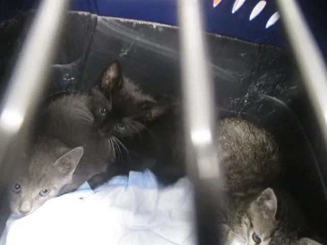 Unknown - Domestic Short Hair