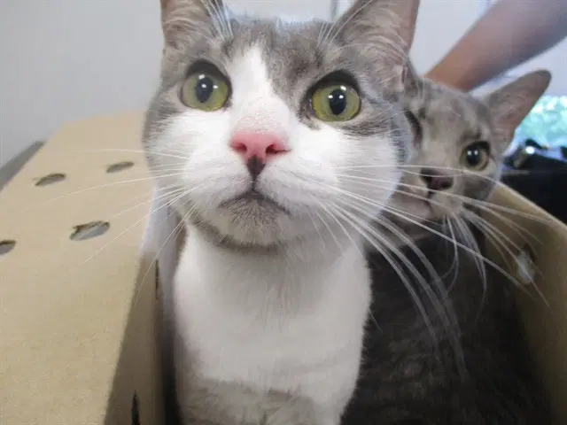 Jack - Domestic Short Hair