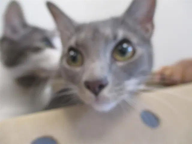 Jill - Domestic Short Hair