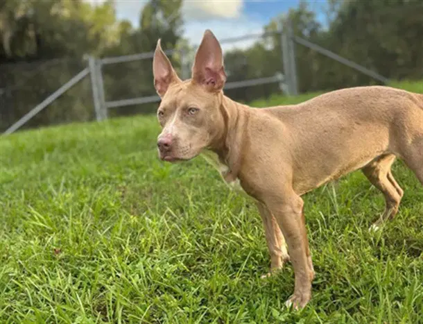 Junebug - American Pit Bull Terrier