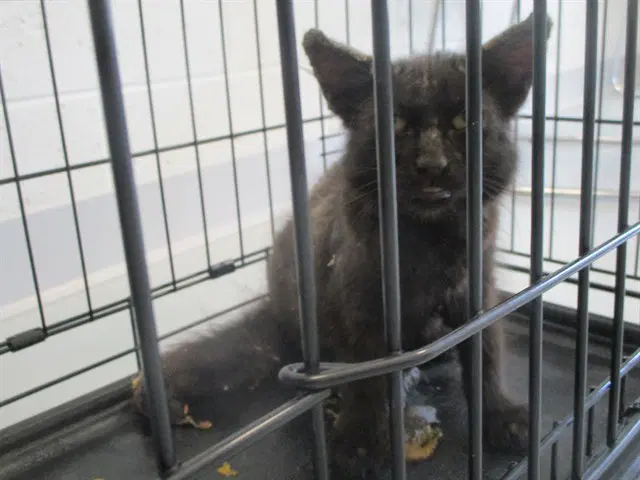 Unknown - Domestic Medium Hair