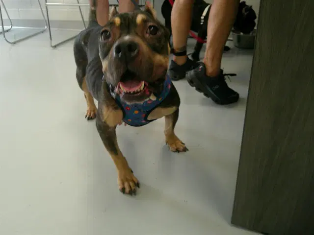Mercedez - American Bulldog