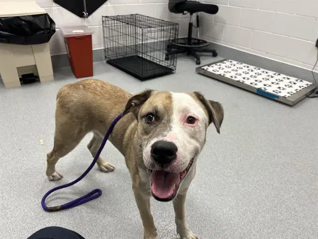 Semi - American Bulldog