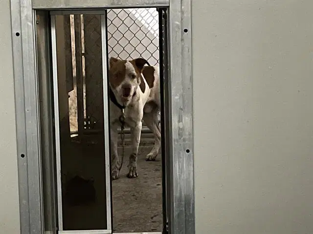 Benji - American Pit Bull Terrier