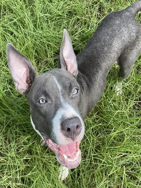 Ruffles - American Staffordshire Terrier