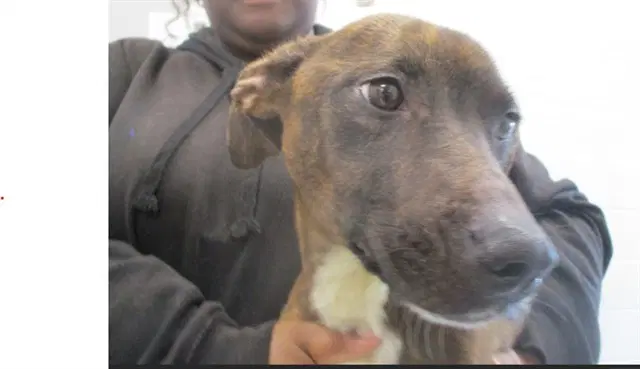 Carmelita - Staffordshire Bull Terrier
