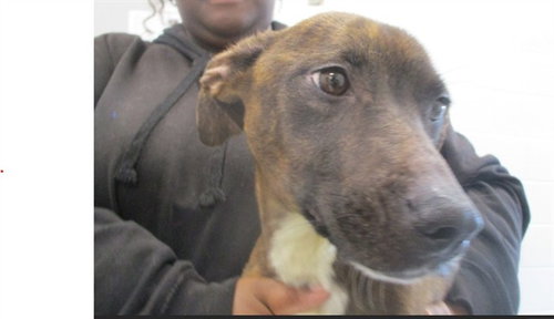 CARMELITA, a dog for adoption from Marion County Animal Services