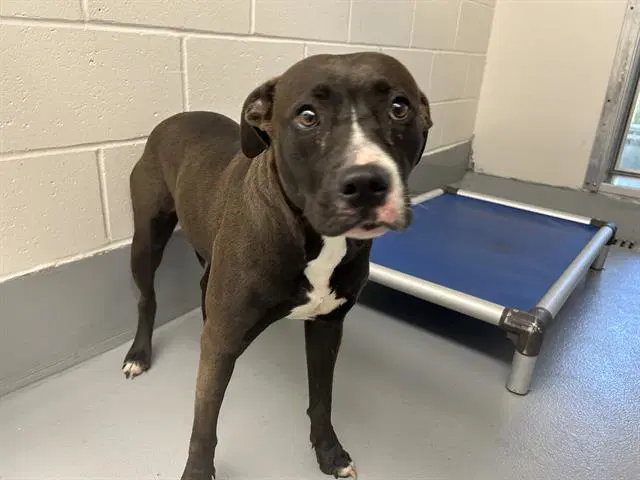 Bonsai - American Pit Bull Terrier