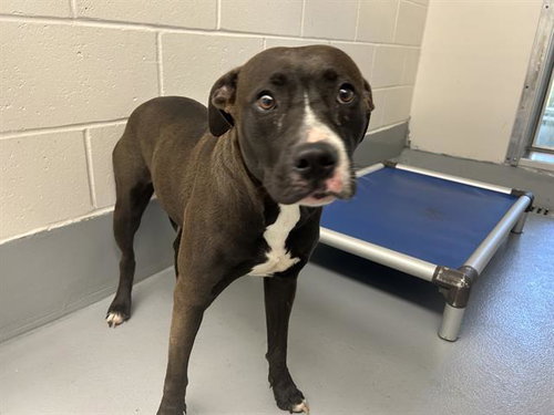 BONSAI, a dog for adoption from Marion County Animal Services