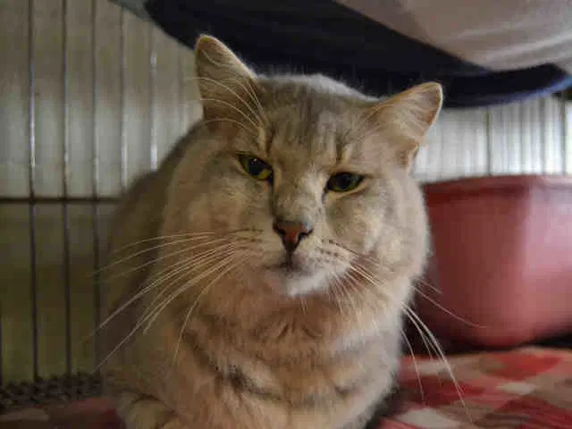 Jordan - Domestic Long Hair