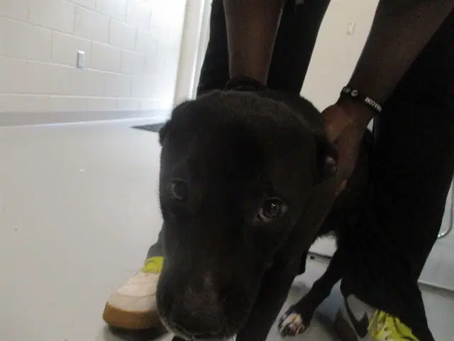 Unknown - Labrador Retriever
