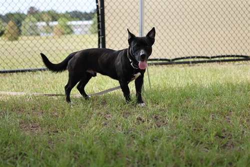 ASTRA, a dog for adoption from Marion County Animal Services