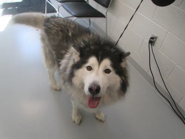 Unknown - Husky