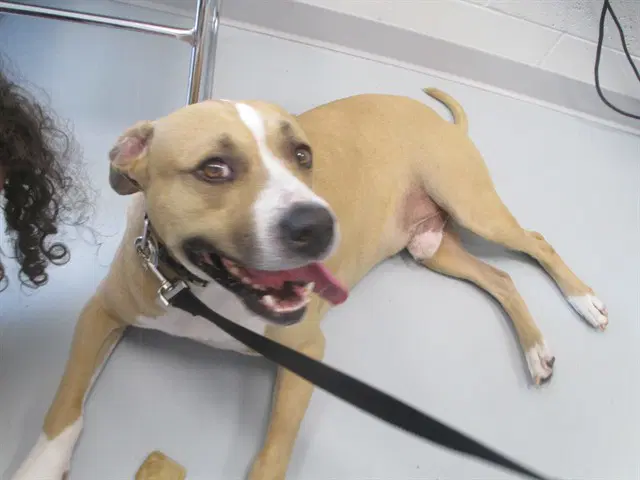Tyson - Staffordshire Bull Terrier