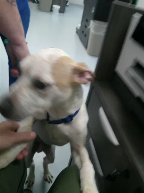 Squash - Staffordshire Bull Terrier