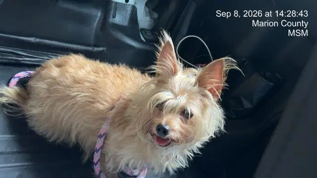 Chanel - Yorkshire Terrier Yorkie