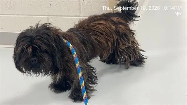 Chipper - Shih Tzu