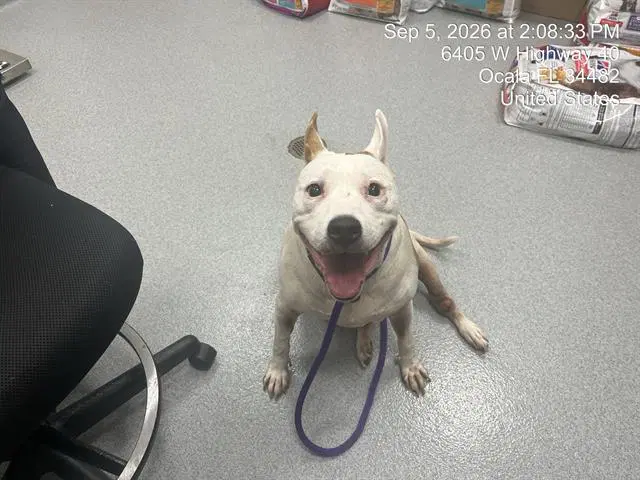 Lola - Pit Bull Terrier