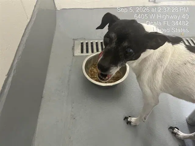 Molly Mae - Chihuahua