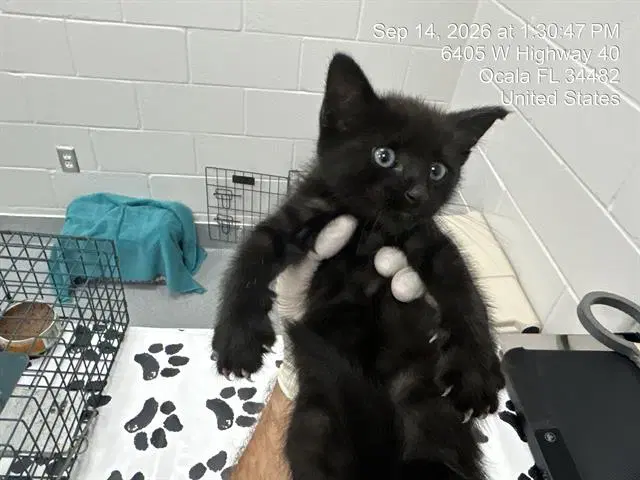 Unknown - Domestic Medium Hair