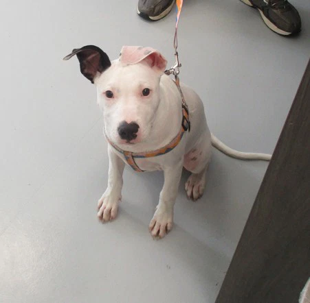 Dixie Bella