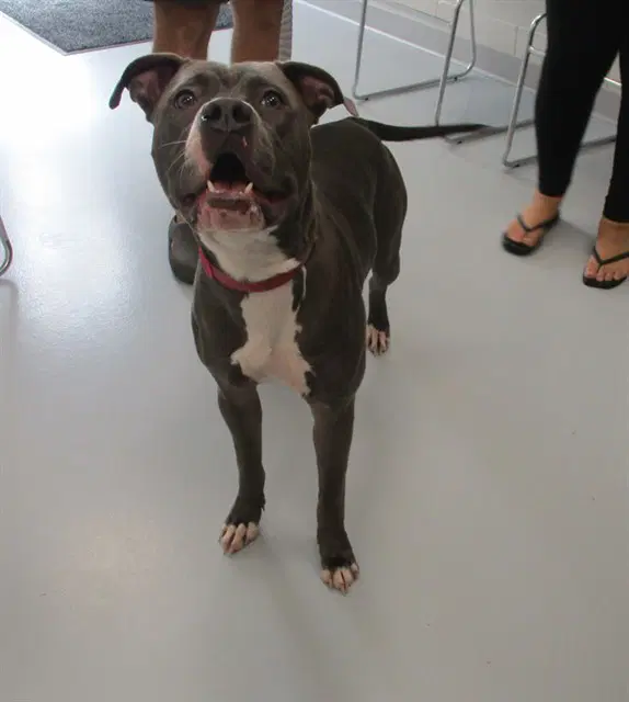 Unknown - American Staffordshire Terrier
