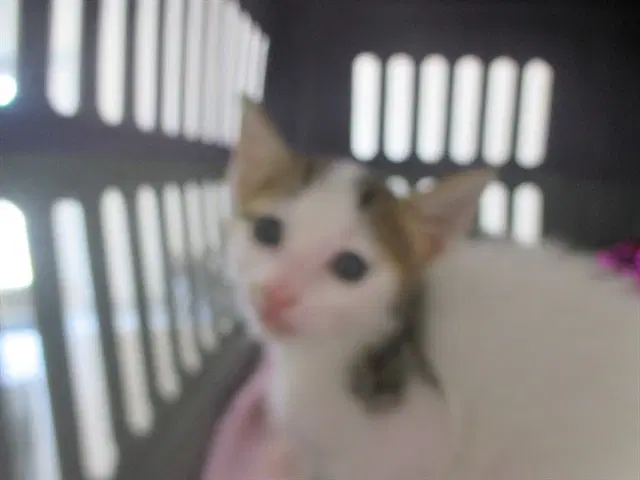 Linda - Domestic Short Hair