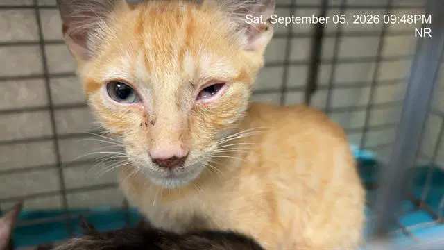 Unknown - Domestic Short Hair