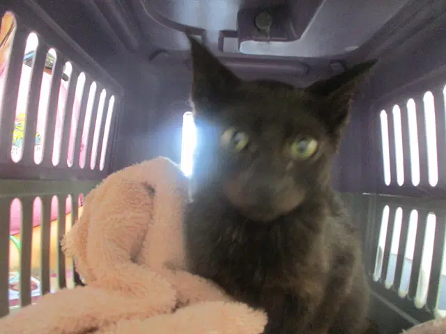 Unknown - Domestic Short Hair