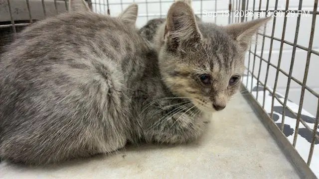 Unknown - Domestic Short Hair
