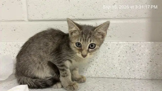 Unknown - Domestic Short Hair