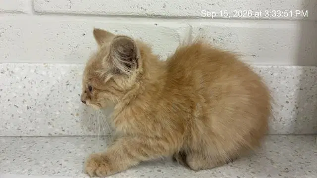 Unknown - Domestic Short Hair