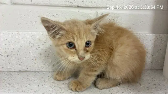 Unknown - Domestic Short Hair