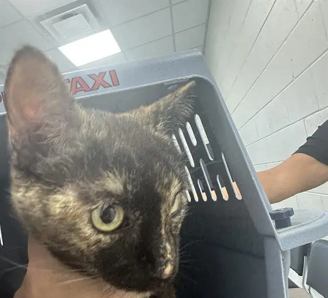 Kitty - Domestic Short Hair