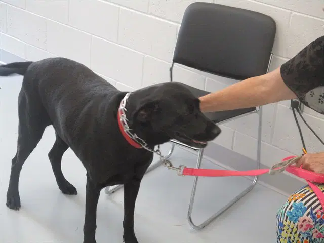 Raleigh - Labrador Retriever