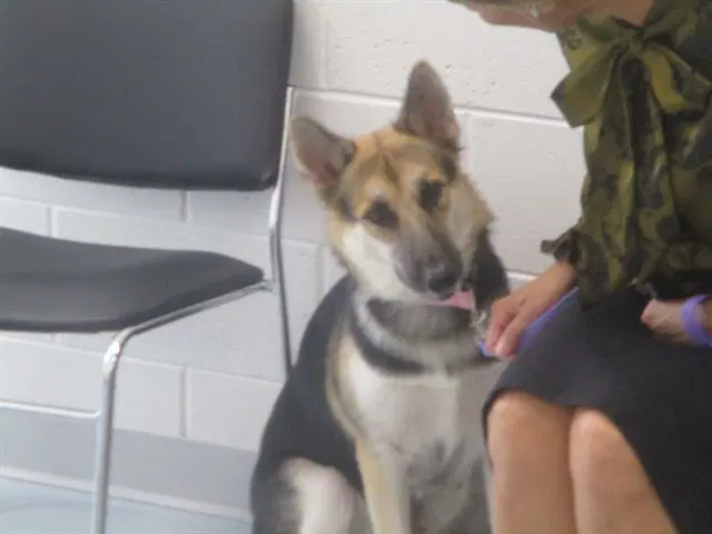 Azula - German Shepherd Dog