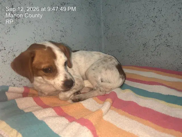 Parker - Jack Russell Terrier (Parson Russell Terrier)