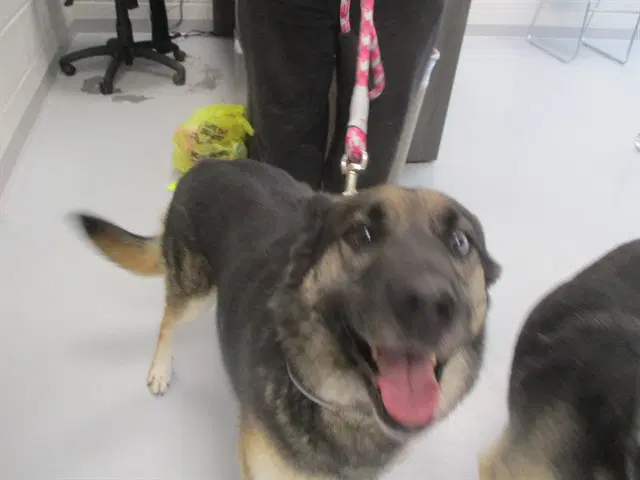 Bear - German Shepherd Dog