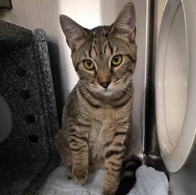Hamburger - Domestic Short Hair