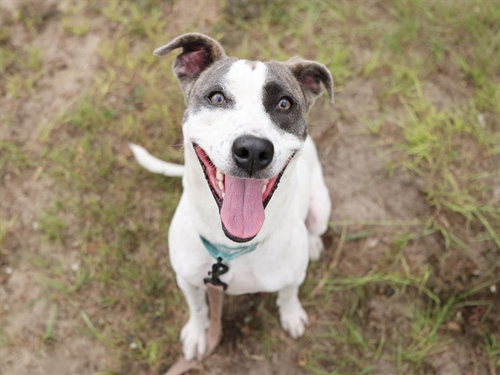 RAIN, a dog for adoption from Marion County Animal Services