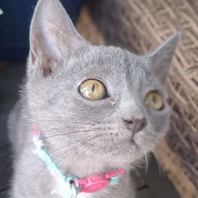 Liara - Domestic Short Hair