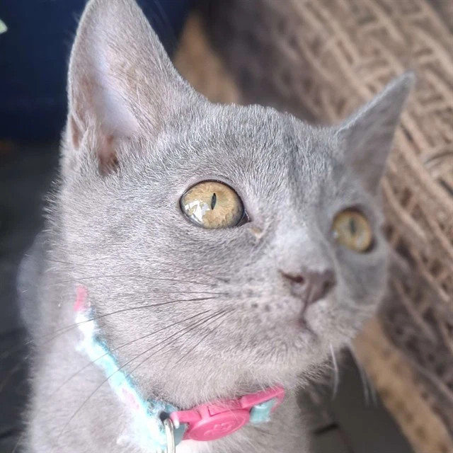 Liara